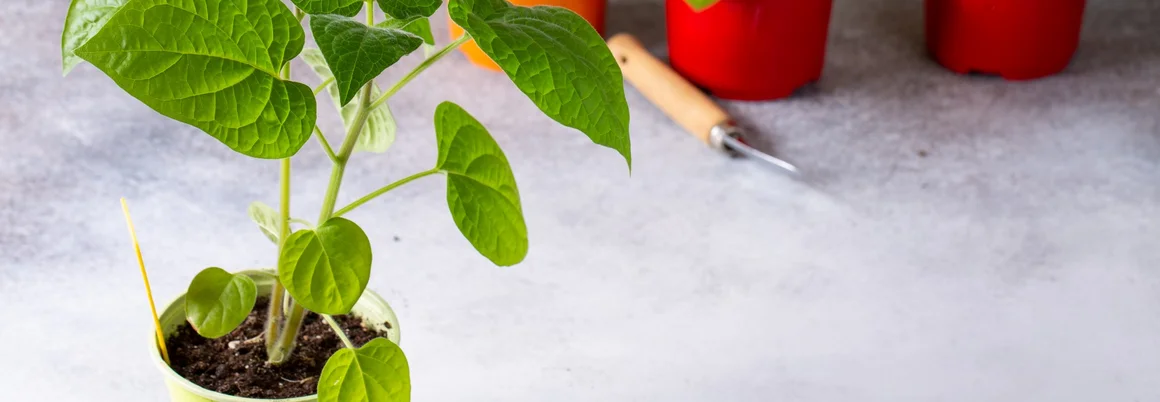 Junge Pflanze in einem Topf